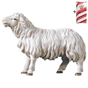 UL Mouton regardant droit devant lui + Coffret cadeau