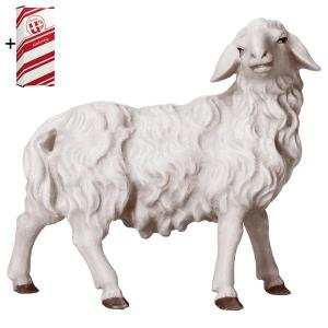 UL Sheep looking rightward + Gift box