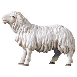 SA Sheep looking forward