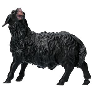 SA Sheep looking leftward black
