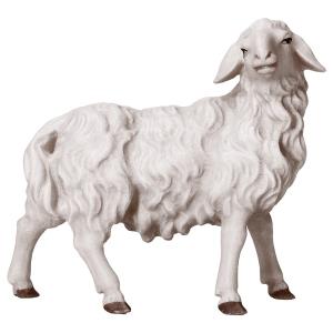 SA Sheep looking rightward