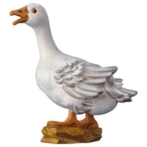 SA Croaking goose