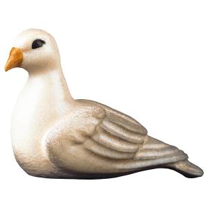 SA Pigeon