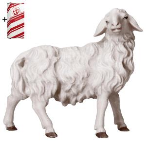 PA Mouton regardant à droite + Coffret cadeau