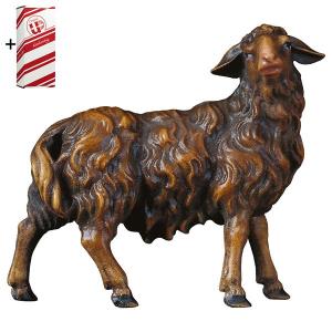 SH Sheep looking rightward brown + Gift box