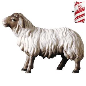 PA Mouton regardant droit devant lui Tête marron + Coffret cadeau