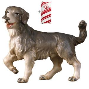 SH Herder-dog + Gift box