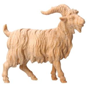 MO He-Goat