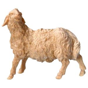 MO Mouton regardant à gauche