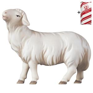 SA Mouton regardant droit devant lui + Coffret cadeau