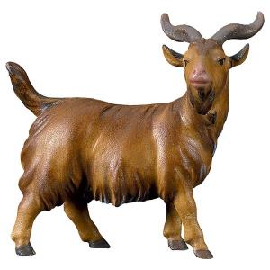 SA He-Goat