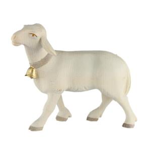 RO Sheep looking forward with bell