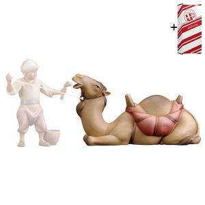 CO Lying camel + Gift box