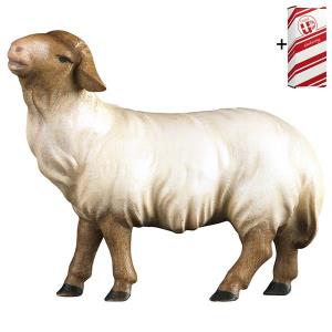 CO Sheep looking forward head brown + Gift box