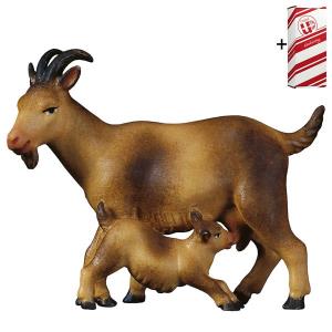 CO Chèvre avec chevreaux + Coffret cadeau
