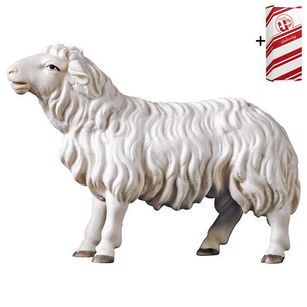 UL Sheep looking forward + Gift box - Colored