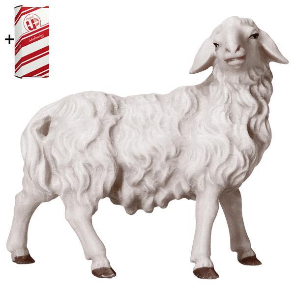 UL Sheep looking rightward + Gift box - Colored