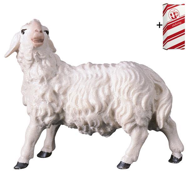 UL Sheep looking leftward + Gift box - Colored
