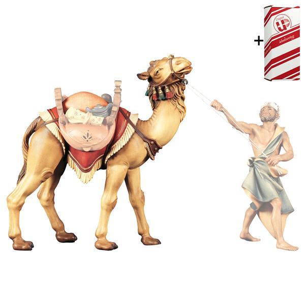 SH Standing camel + Gift box - Colored