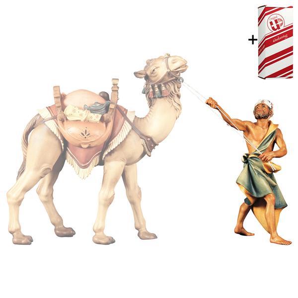 SH Standing camel driver + Gift box - Colored