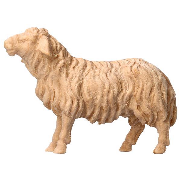 MO Sheep looking forward - Natural-Pine