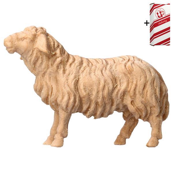MO Sheep looking forward + Gift box - Natural-Pine