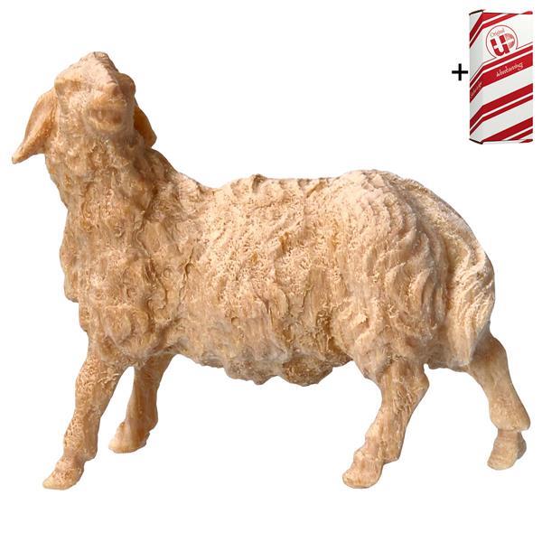 MO Sheep looking leftward + Gift box - Natural-Pine