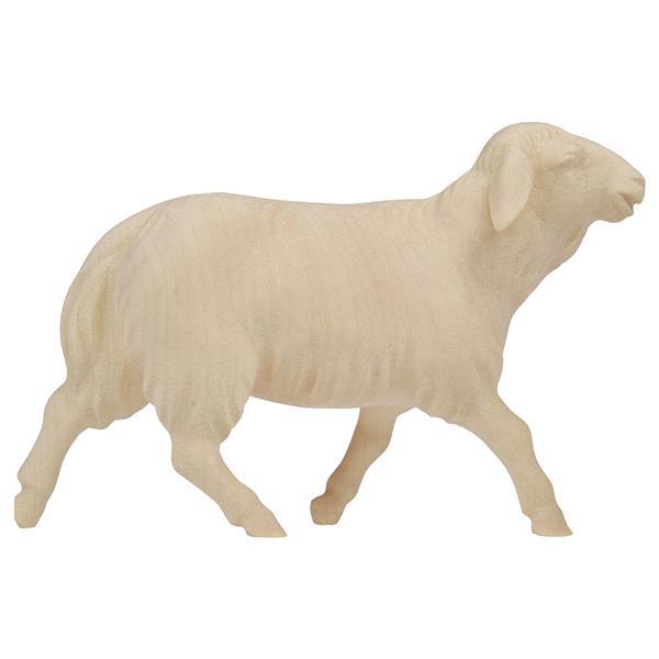 SA Running sheep - Natural