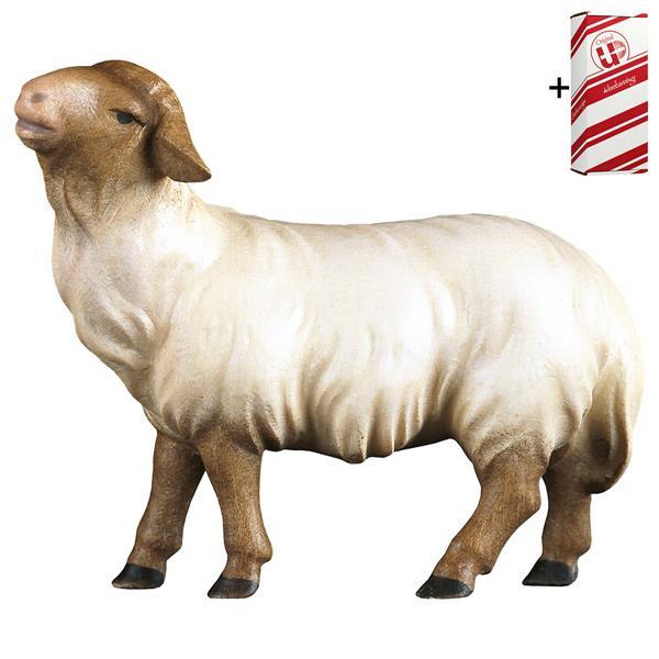 CO Sheep looking forward head brown + Gift box - Colored