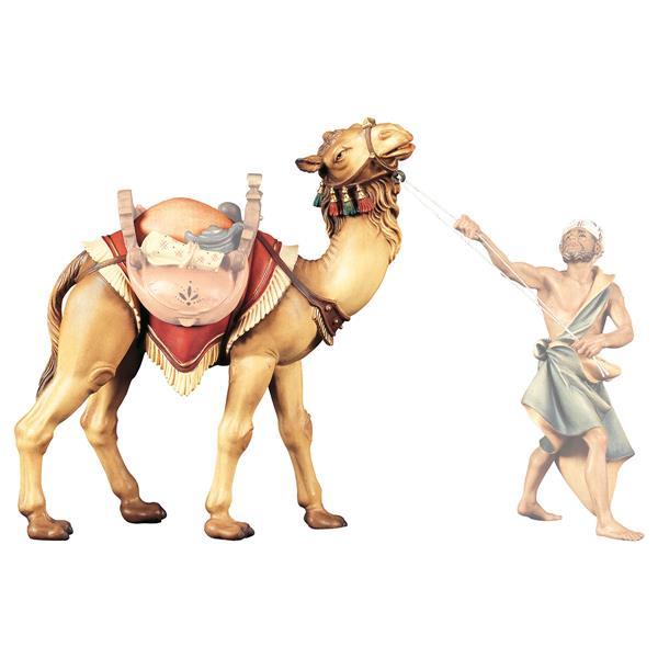 UL Camello de pie - Coloreado