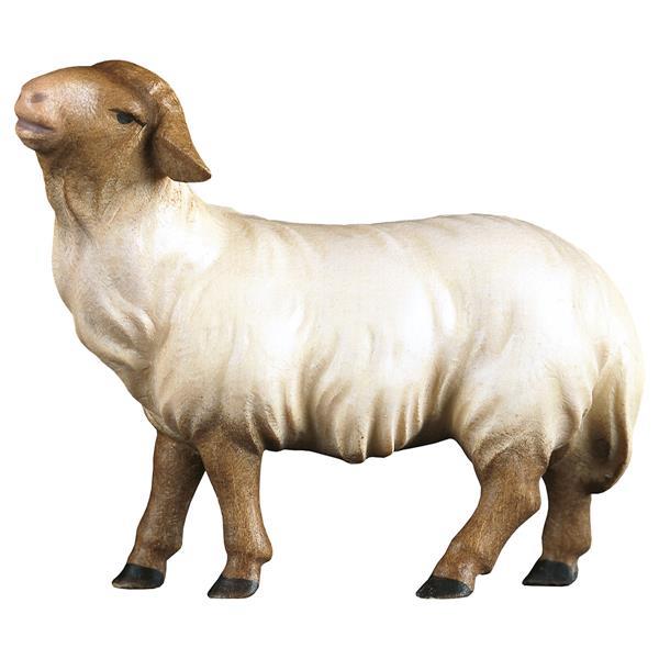CO Mouton regardant droit devant lui Tête marron - Couleur