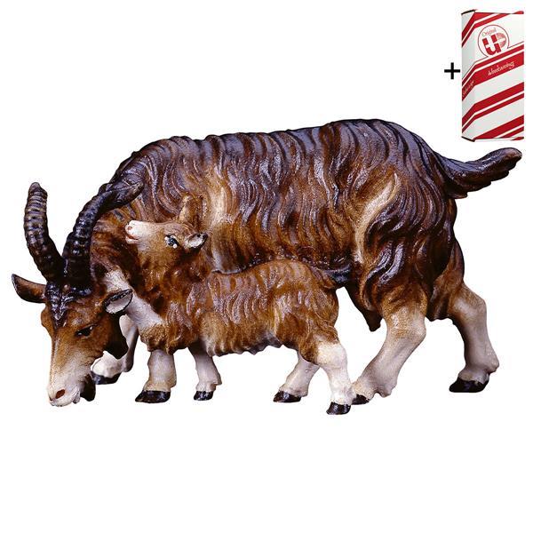UL Chèvre avec chevreaux + Coffret cadeau - Couleur